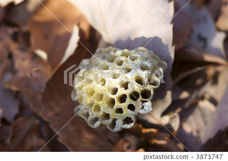 蜂窩 蜂房 枯葉 3873747