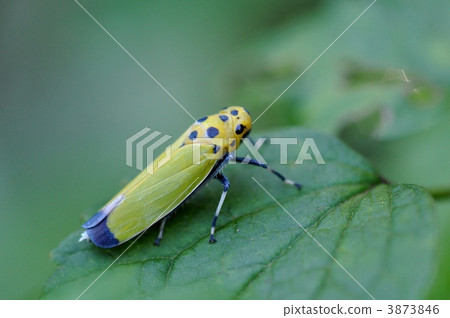 Tsunagogyo Oshoko 3873846