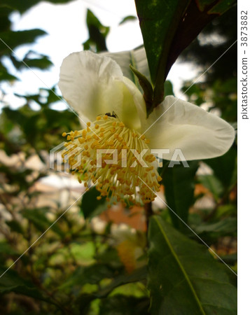 茶花 茶花 3873882