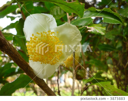 茶花 茶花 3873883