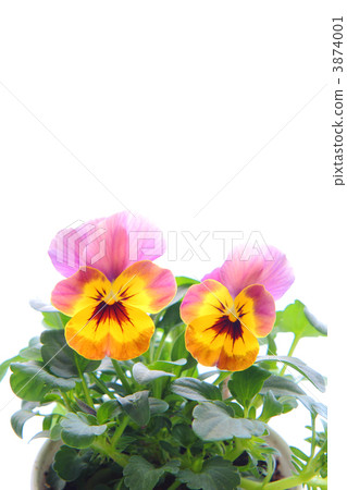 Viola 3874001