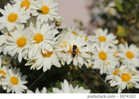 Chrysanthemum   3874102
