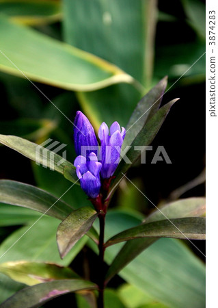 Ezorin pond which blooms in Oze National Park Oze Ezorin pond which blooms in Oze National Park Oze 3874283