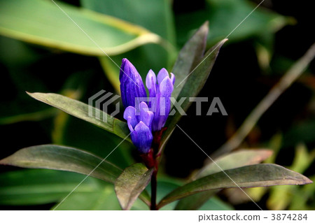Ezorin pond which blooms in Oze National Park Oze Ezorin pond which blooms in Oze National Park Oze 3874284