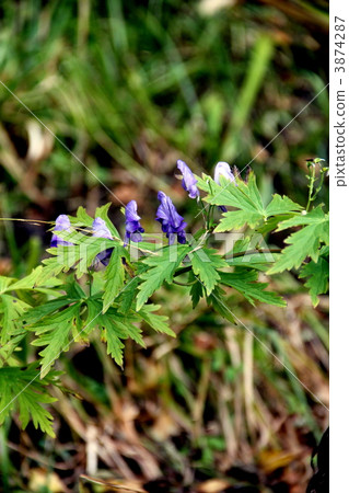 Oze National Park Blooming in Oze Oze National Park Blooming in Oze 3874287
