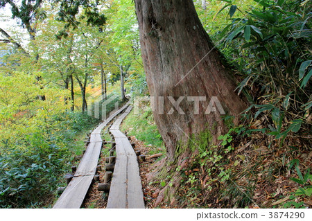 Oze國家公園Oze的長廊 3874290
