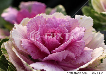 葉牡丹 葉牡丹 3874334