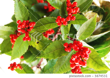 新年插花·增加葉牡丹的實際景觀價值和1000 3874531