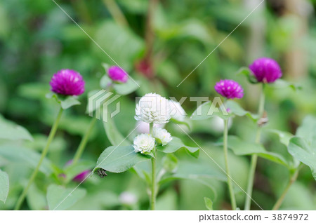 千日紅 千日紅 3874972