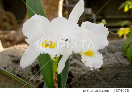 Cattleya Trianae Cattleya Trianae 3874978