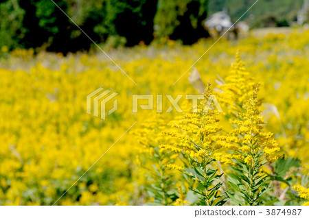 Seiitokawadassi 3874987