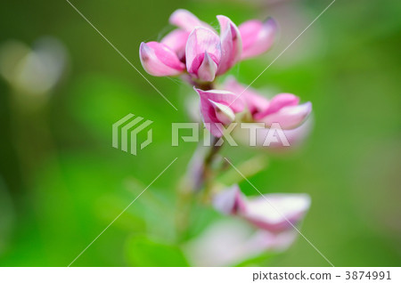 布什三葉草 布什三葉草 3874991