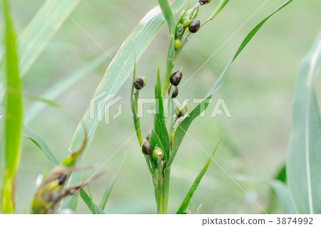 珍珠大麥 3874992