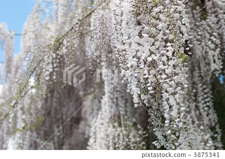 Fuji flower spring spring bloom 3875341