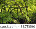 佛教新鮮的綠葉Senkawa 3875690