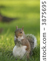松鼠在紐約 3875695