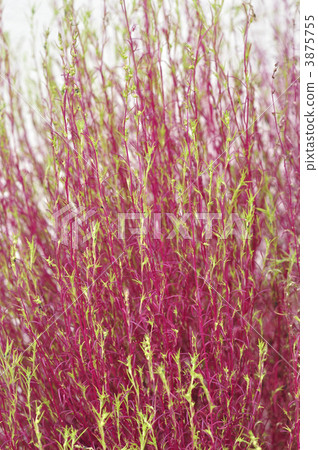 Reddish-colored broom grass Reddish-colored broom grass 3875755