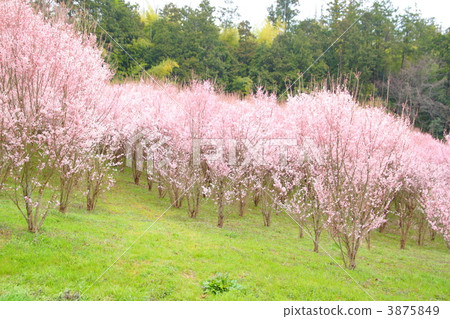 Keiki Sakura no Mori Keiki Sakura no Mori 3875849