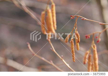 Alder flowers 3875993