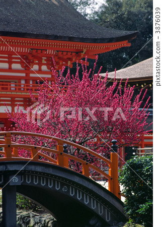 Red plum of Kyoto Shimogamo Shrine Red plum of Kyoto Shimogamo Shrine 3876039