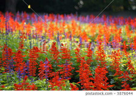 Salvia flower bed Salvia flower bed 3876044
