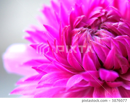 Purple anemone 3876077