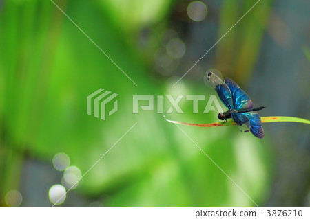 蝴蝶蜻蜓 3876210