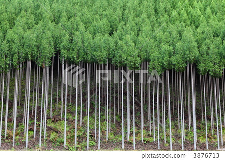 北山大草原在京都 北山大草原在京都 3876713