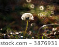 Dandelion 3876931