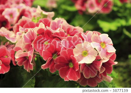 報春花·Obconica 3877139