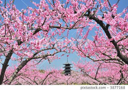 Peach blossoms and five-storied pagoda Peach blossoms and five-storied pagoda 3877168