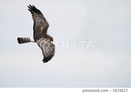 Powered by Translate 3878617