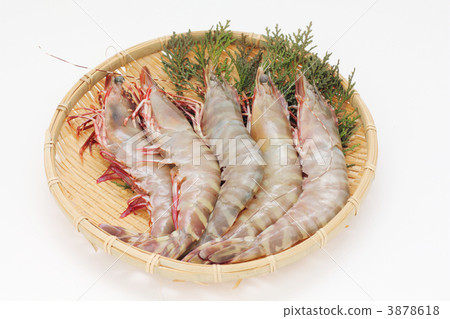 澳大利亞虎 3878618