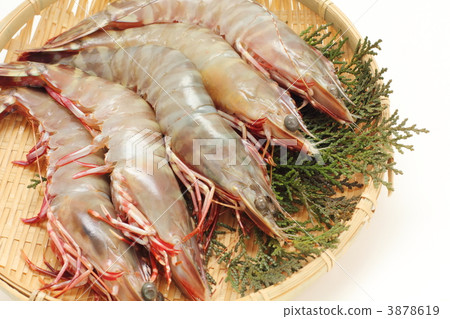 澳大利亞虎 3878619