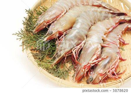 澳大利亞虎 3878620