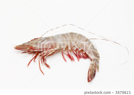 澳大利亞虎 3878621