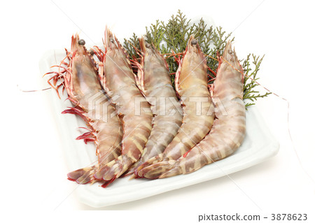 Australia Tiger 3878623