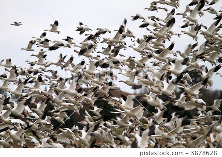 Flock of Hakugan Flock of Hakugan 3878628