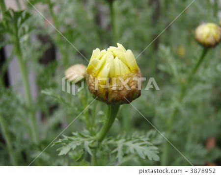 Buds of Haru chrysanthemum 3878952
