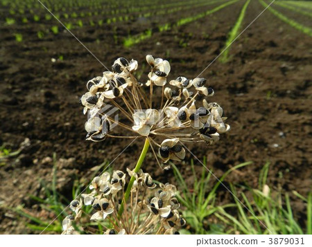 Nira Fruits and Seeds Nira Fruits and Seeds 3879031