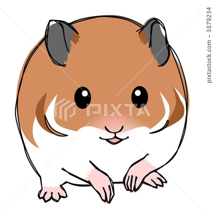 金倉鼠 金倉鼠 3879234