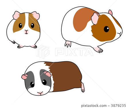 豚鼠(3只動物) 豚鼠(3只動物) 3879235