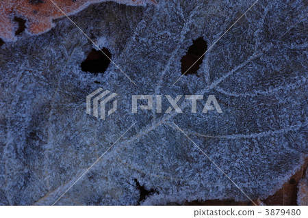 Frosted fallen leaves Frosted fallen leaves 3879480