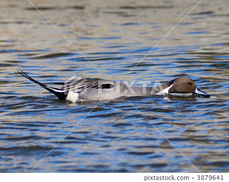 Pintail 3879641