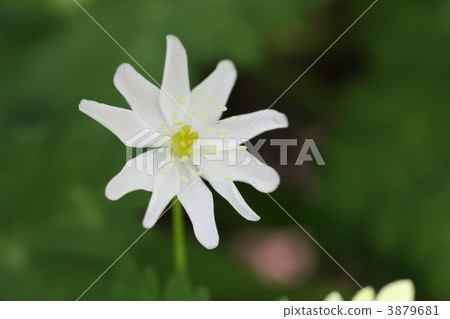 Nirinsou Nirinsou 3879681