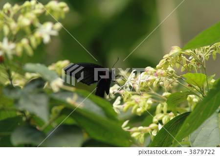 長崎kegeha 3879722