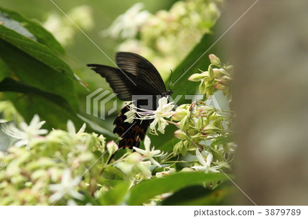 玉斑鳳蝶 3879789