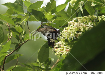 Nagasaki keika 3879808