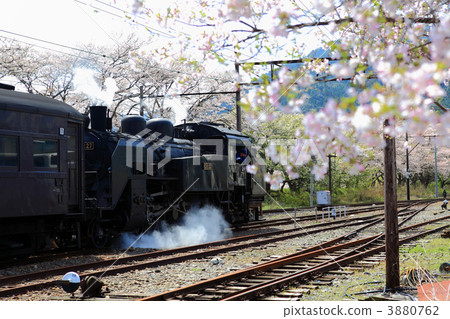 Sakura and SL 3880762