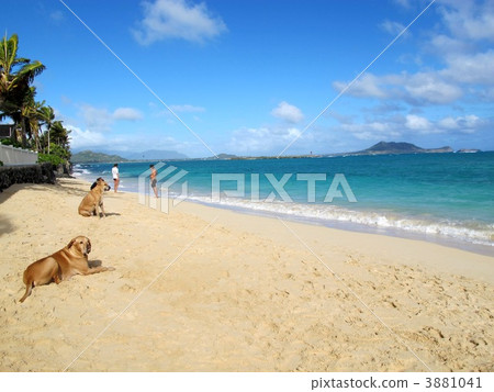 美麗的Lanikai海灘 3881041